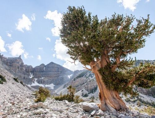 Trees. Awesome.